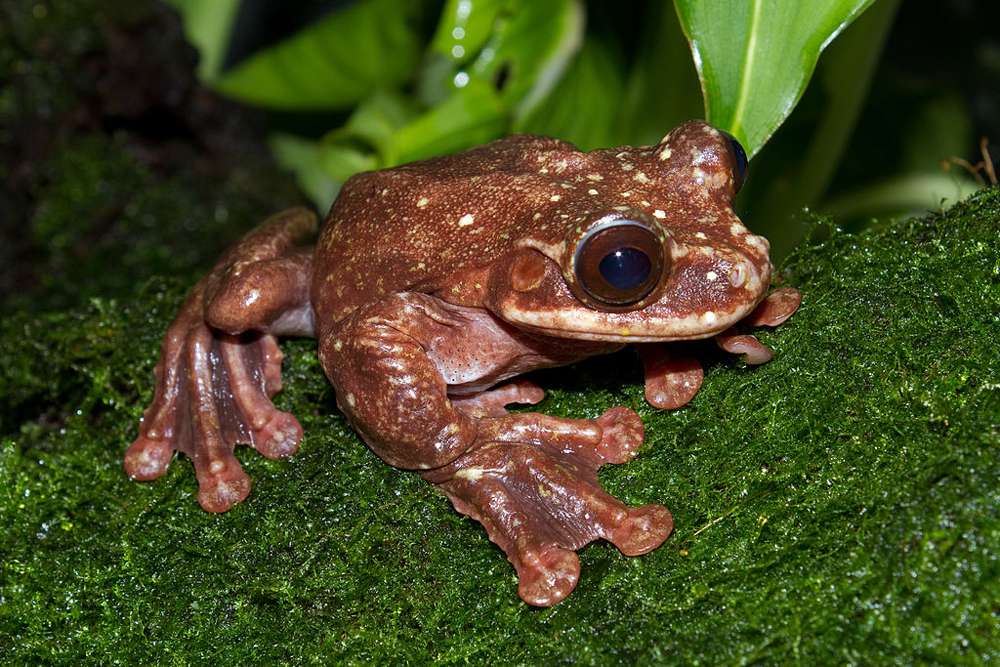 深棕色的青蛙与圆形脚趾绿叶,拉布的树蛙”width=