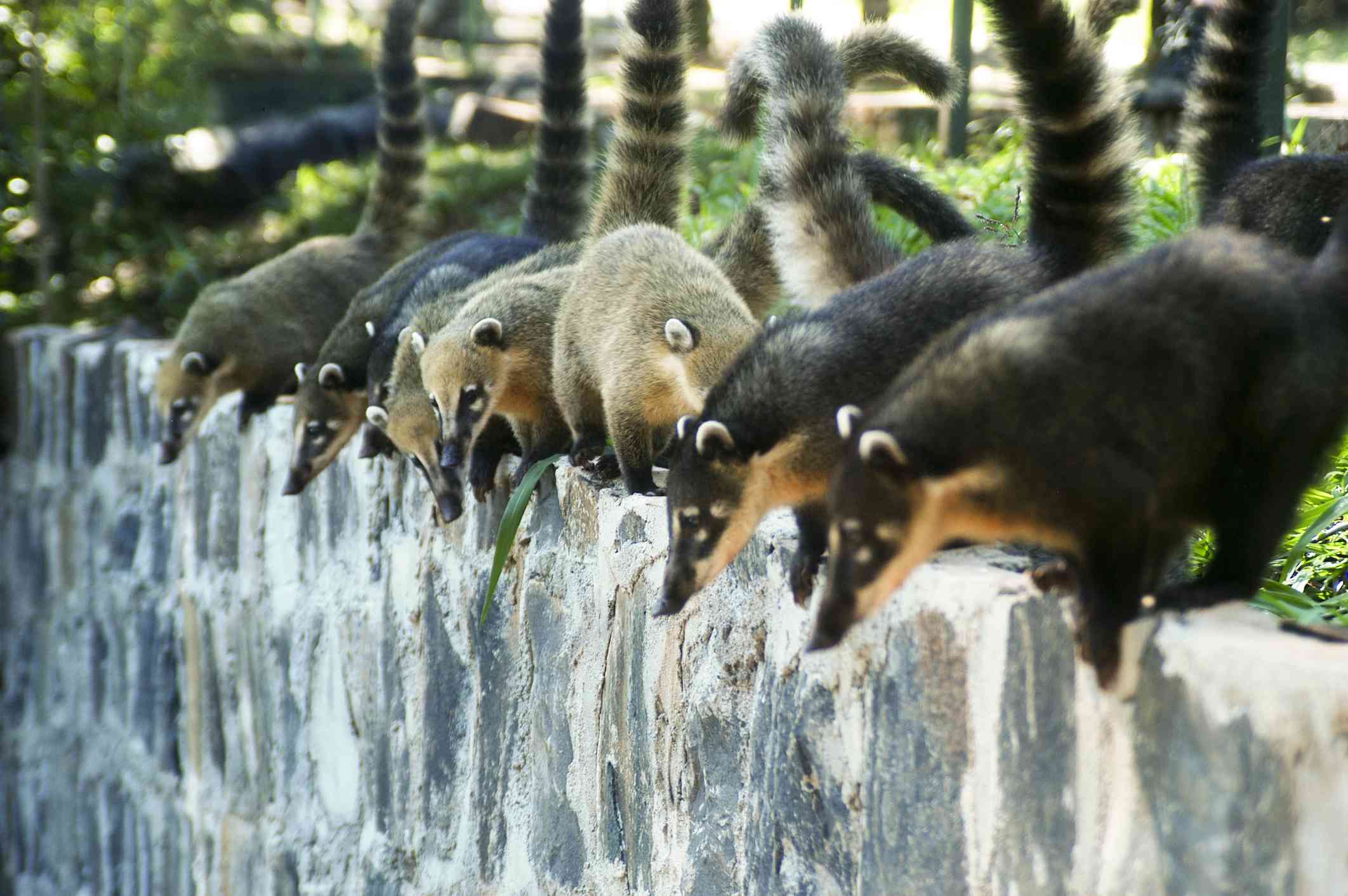 在巴西的Iguaçu秋天国家公园，一支coatimundi乐队。＂width=