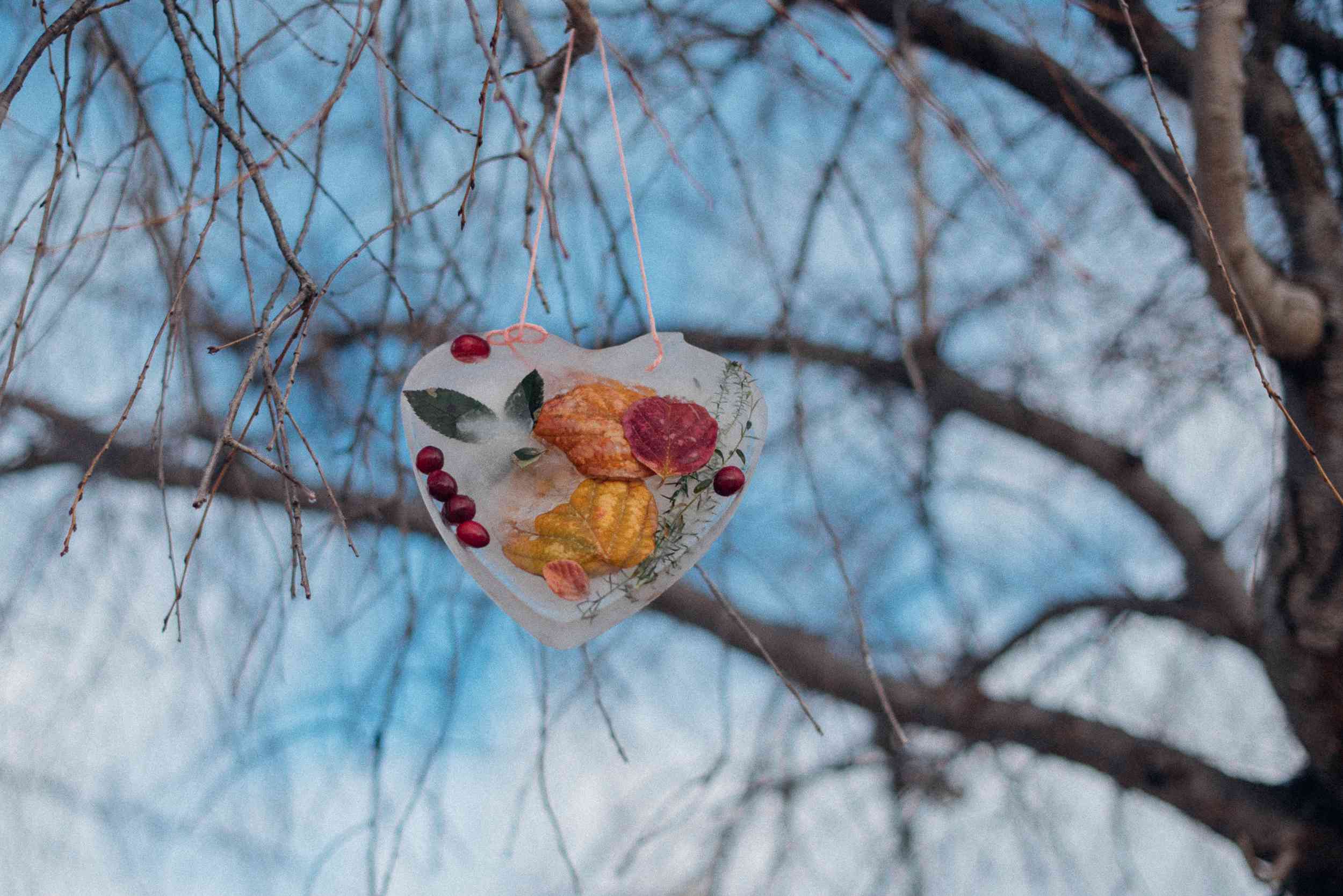 冰冻的冰冻捕雪器悬挂在树的树枝上