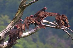 Five Turkey vultures hanging out on a branch.