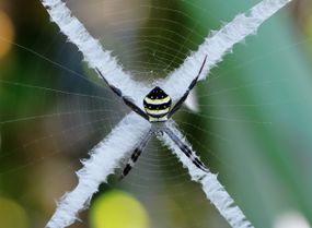 一只雌性圣安德鲁斯十字蜘蛛，她的网上有一个大大的X。