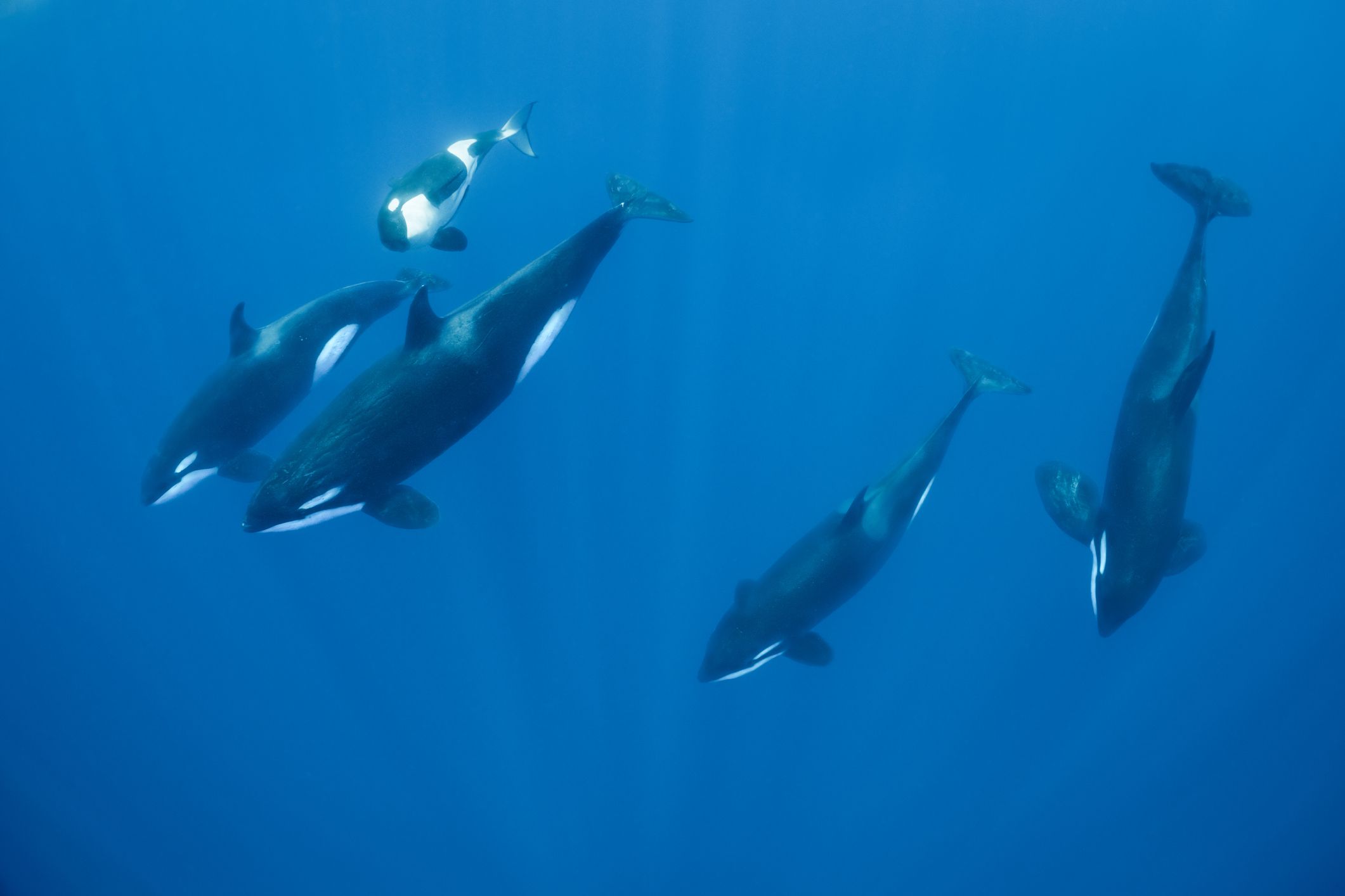 所罗门群岛的一群虎鲸。