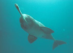 孟加拉国卡纳夫利河的濒临灭绝的恒河海豚在水下