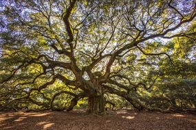 大天使橡树在南卡罗来纳州查尔斯顿附近的约翰岛的阳光下支持“width=