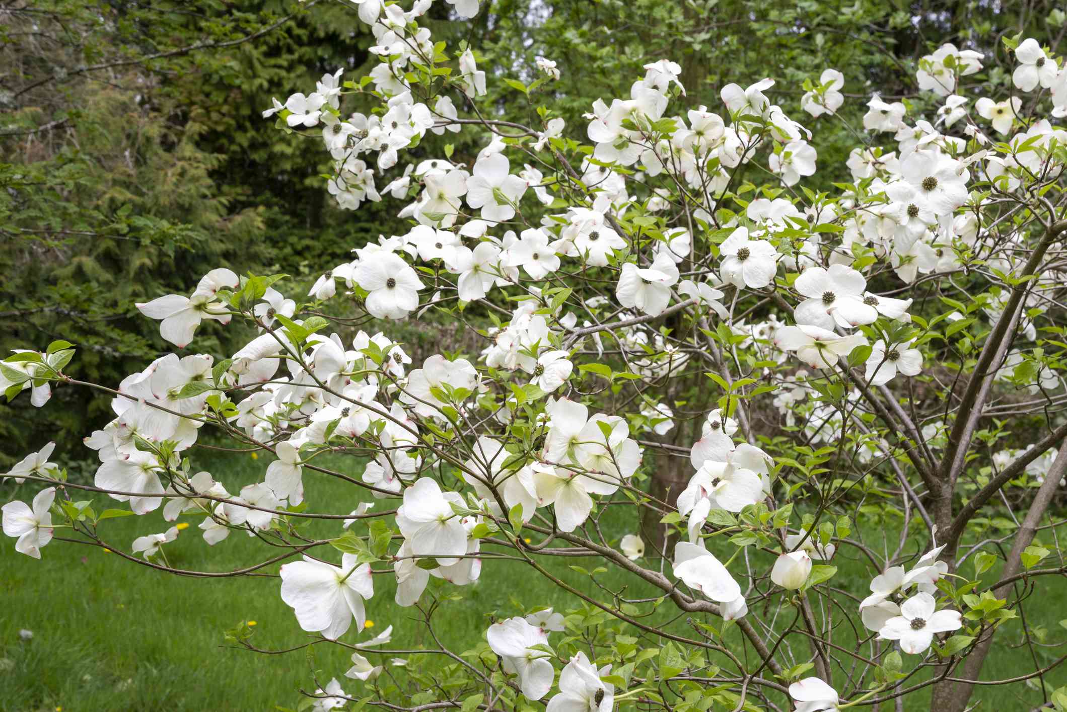春天花园里白色开花的山茱萸树＂width=
