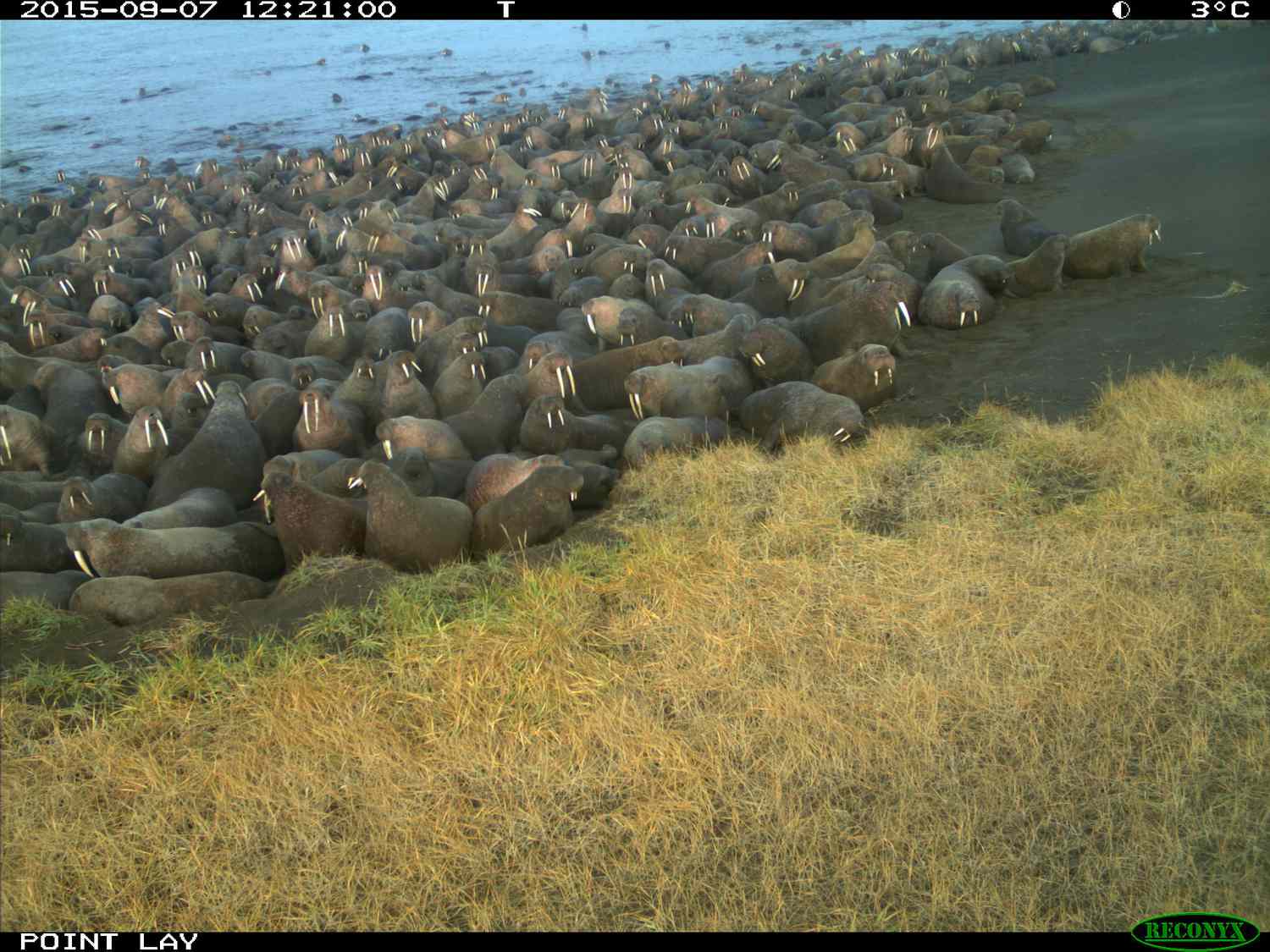 海滩上一个阿拉斯加海象聚集在一个栖息地。