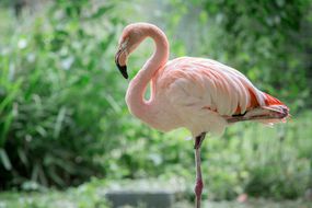 一只粉红色的火烈鸟蜷缩着脖子站在那里＂width=