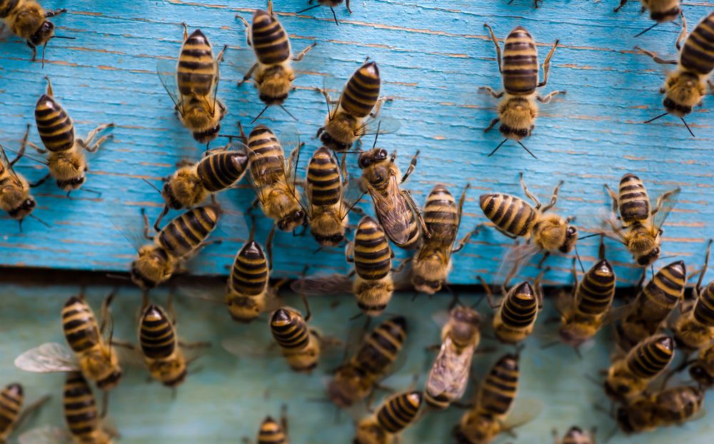 从上面看到一群蜜蜂在蓝色的表面上。