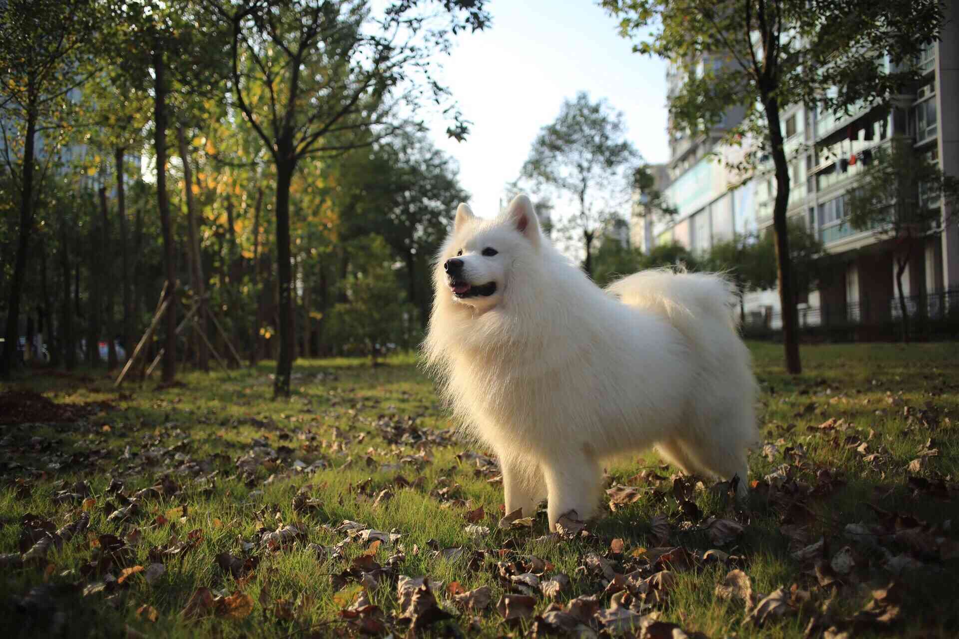 在阳光灿烂的日子里，萨摩犬站在公园的草地上