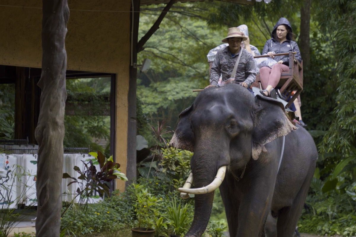 游客在泰国骑大象