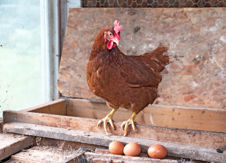 红鸡带肉汁平衡在木梁鸡舍与鸡蛋