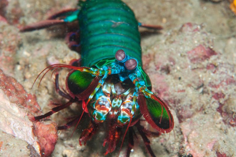 绿色的螳螂虾沿着海底的沙子