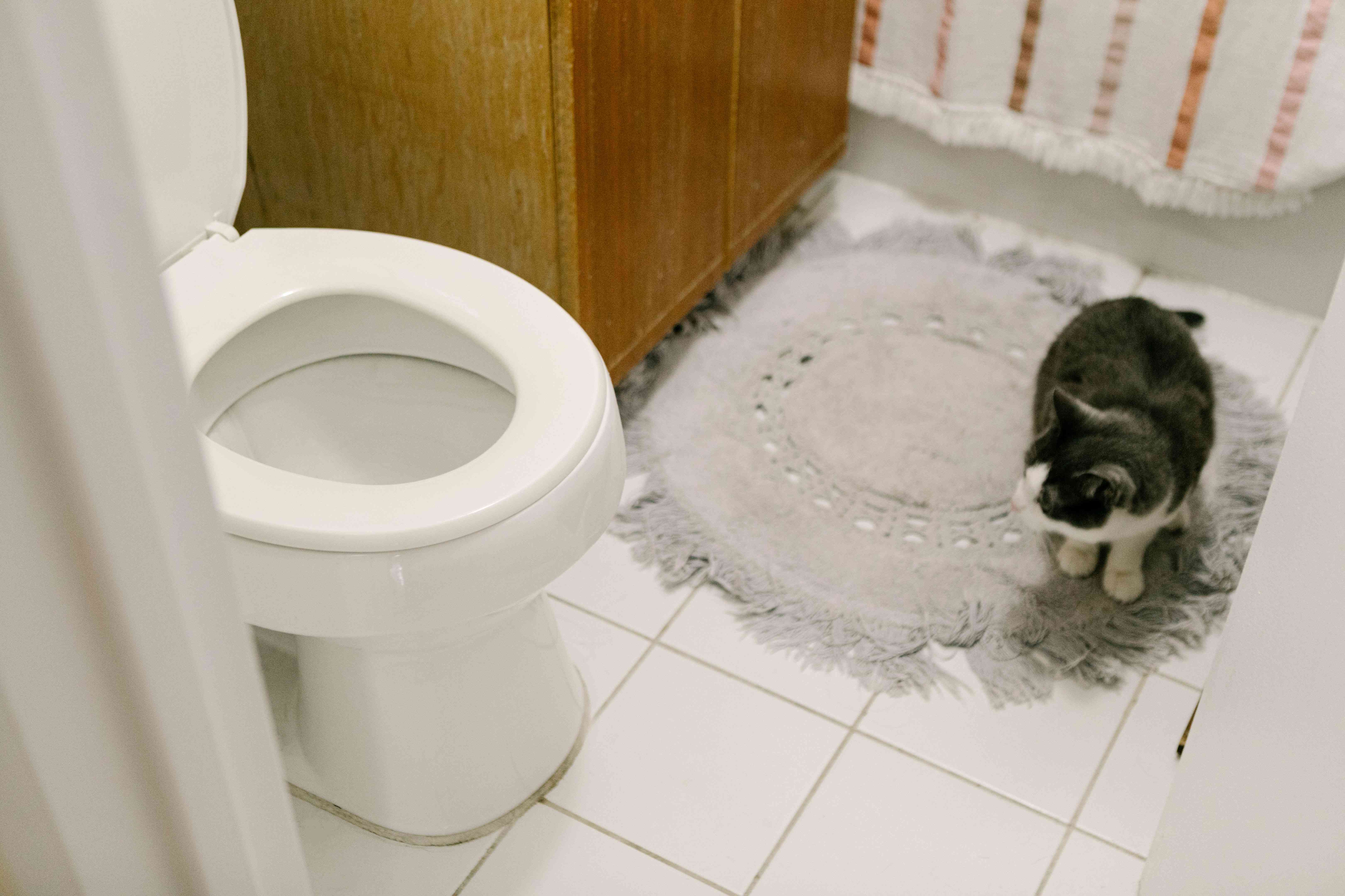 猫坐在浴室的灰色地毯上研究厕所＂width=