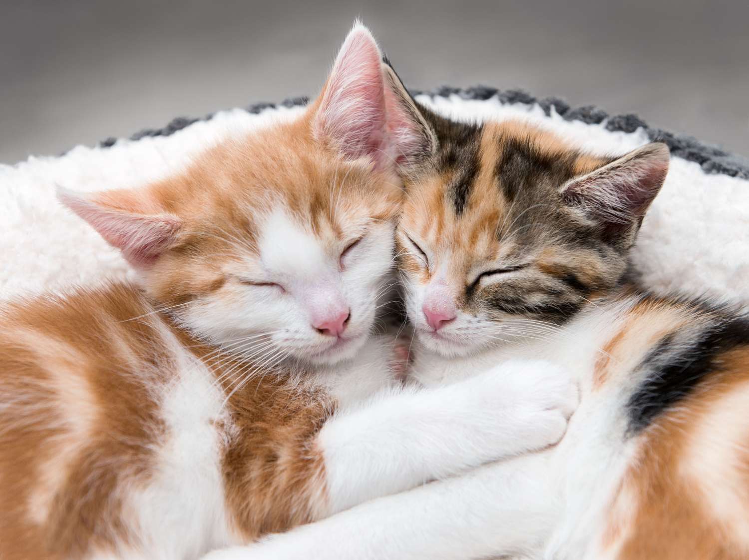 两只可爱的小猫躺在毛茸茸的白色床上＂class=