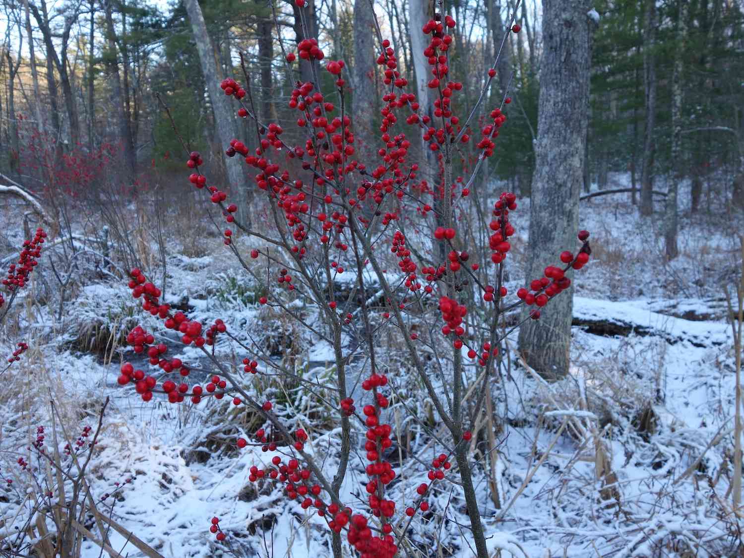 鲜红的冬莓果茎，映衬着白雪覆盖的冬季林地