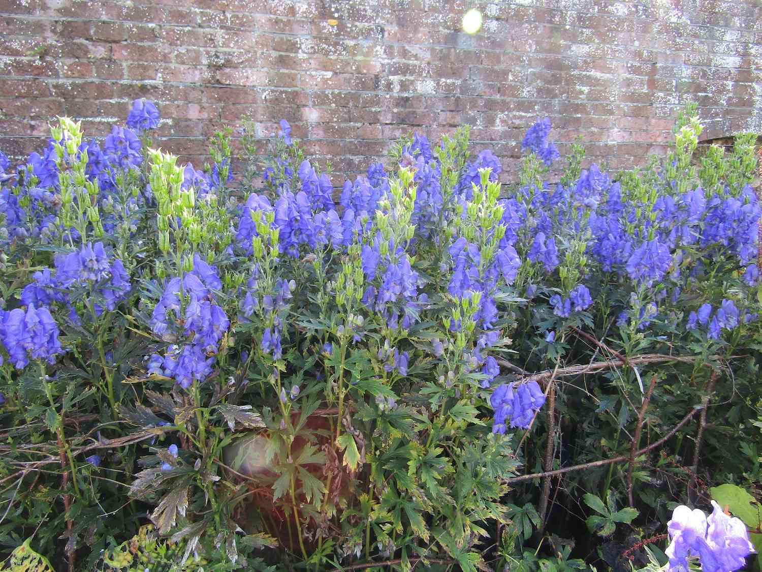 蓝紫色花，散布在砖墙前的绿叶中“width=
