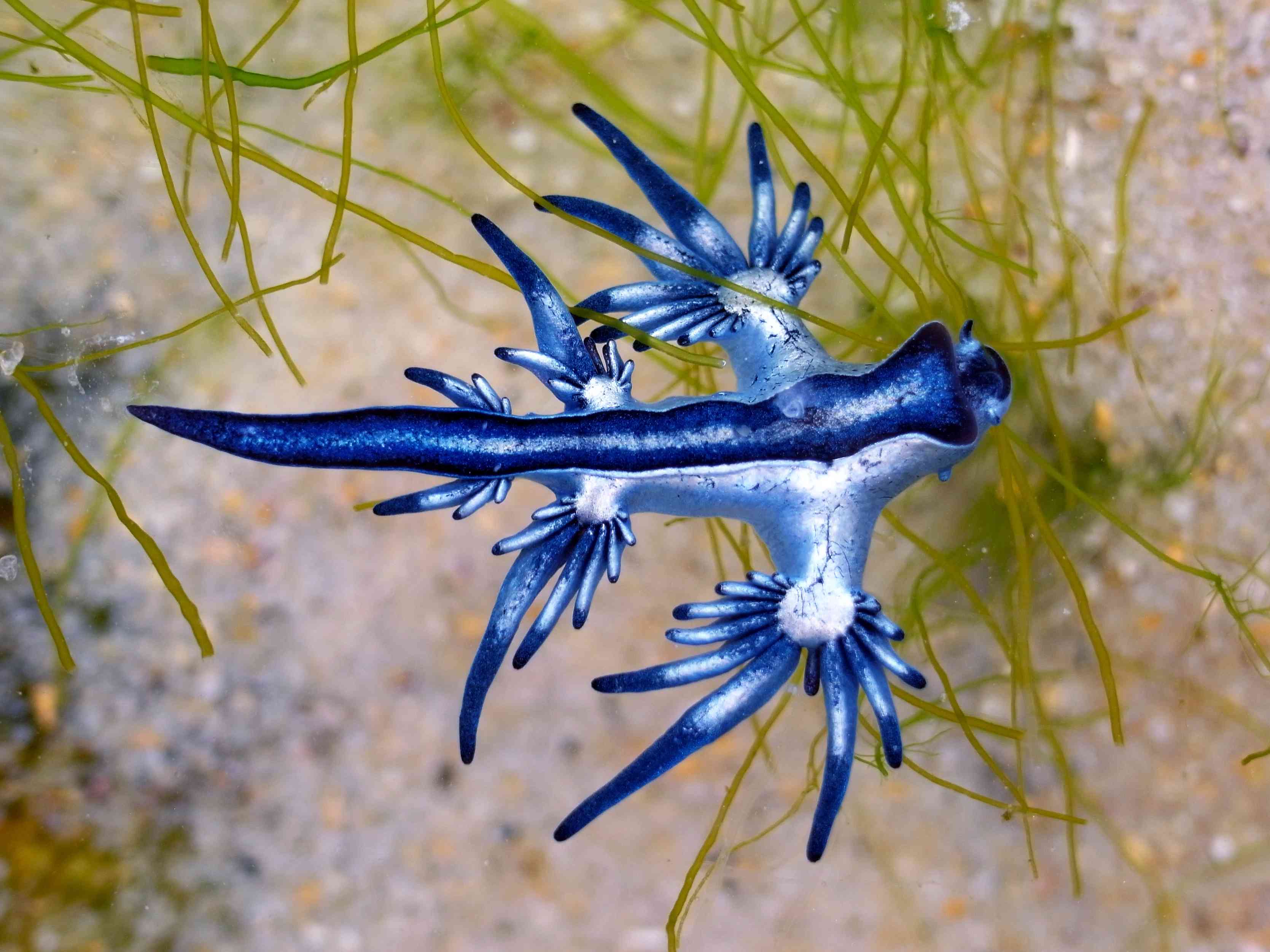 一只蓝色的大西洋蓝藻在沙子和水生植物上游泳