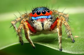 跳跃蜘蛛的特写镜头显示头发上的头发，眼睛下方的蓝色条纹