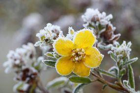 Frosted tundra rose