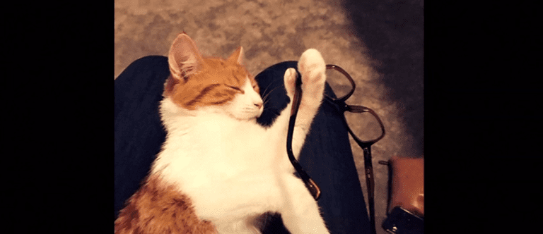 六脚猫打a，用一双眼镜挂在他的第六脚趾上