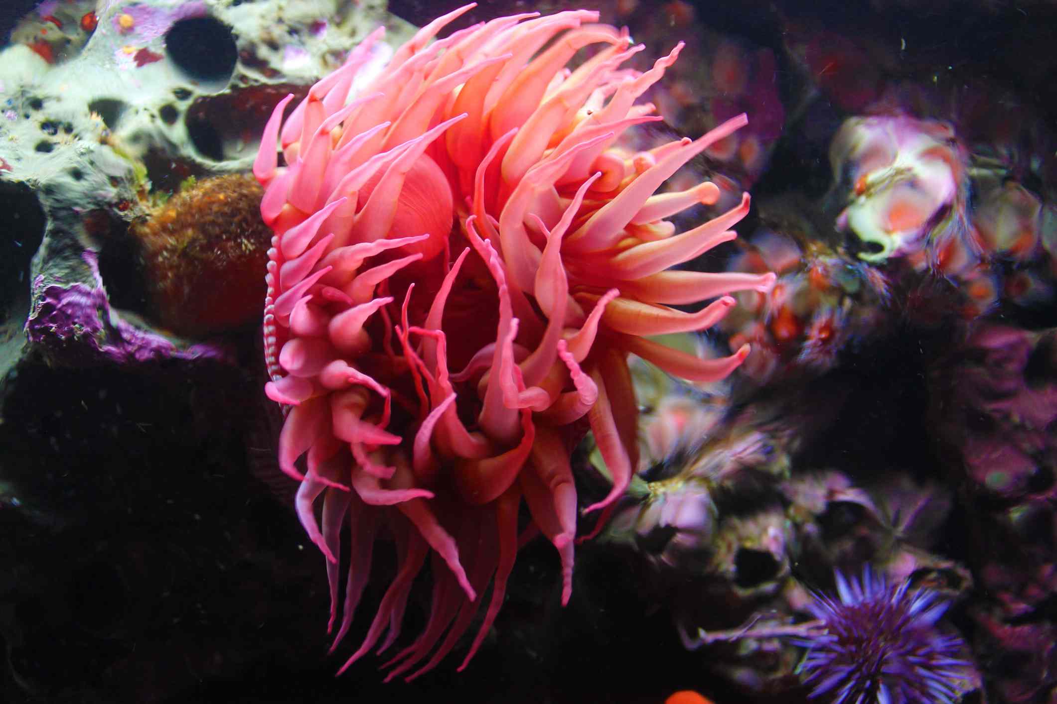 水下一只漂亮的粉红色海葵＂width=