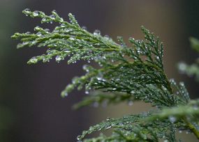 雨滴落在莱兰柏树上