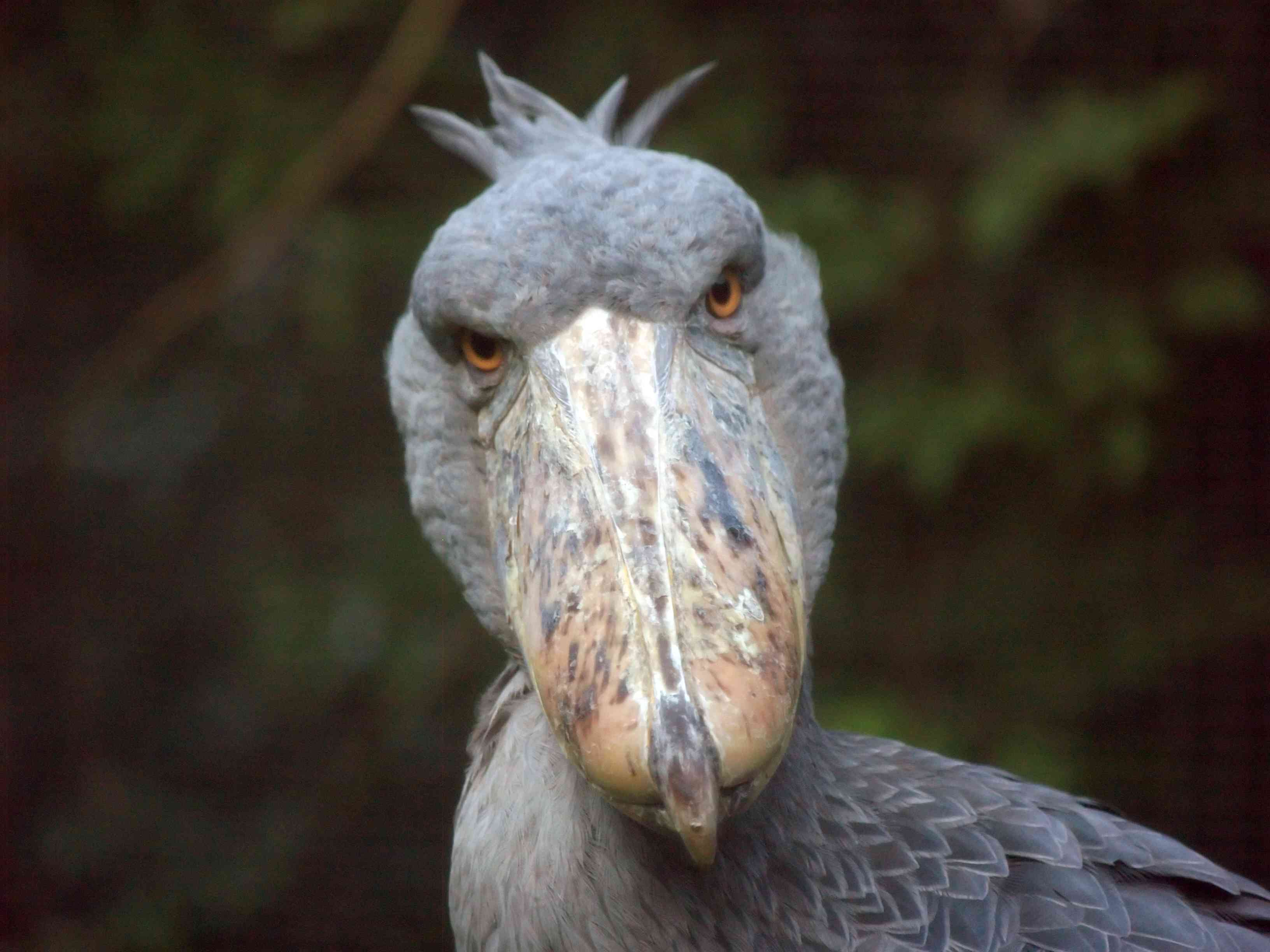 shoebill＂width=