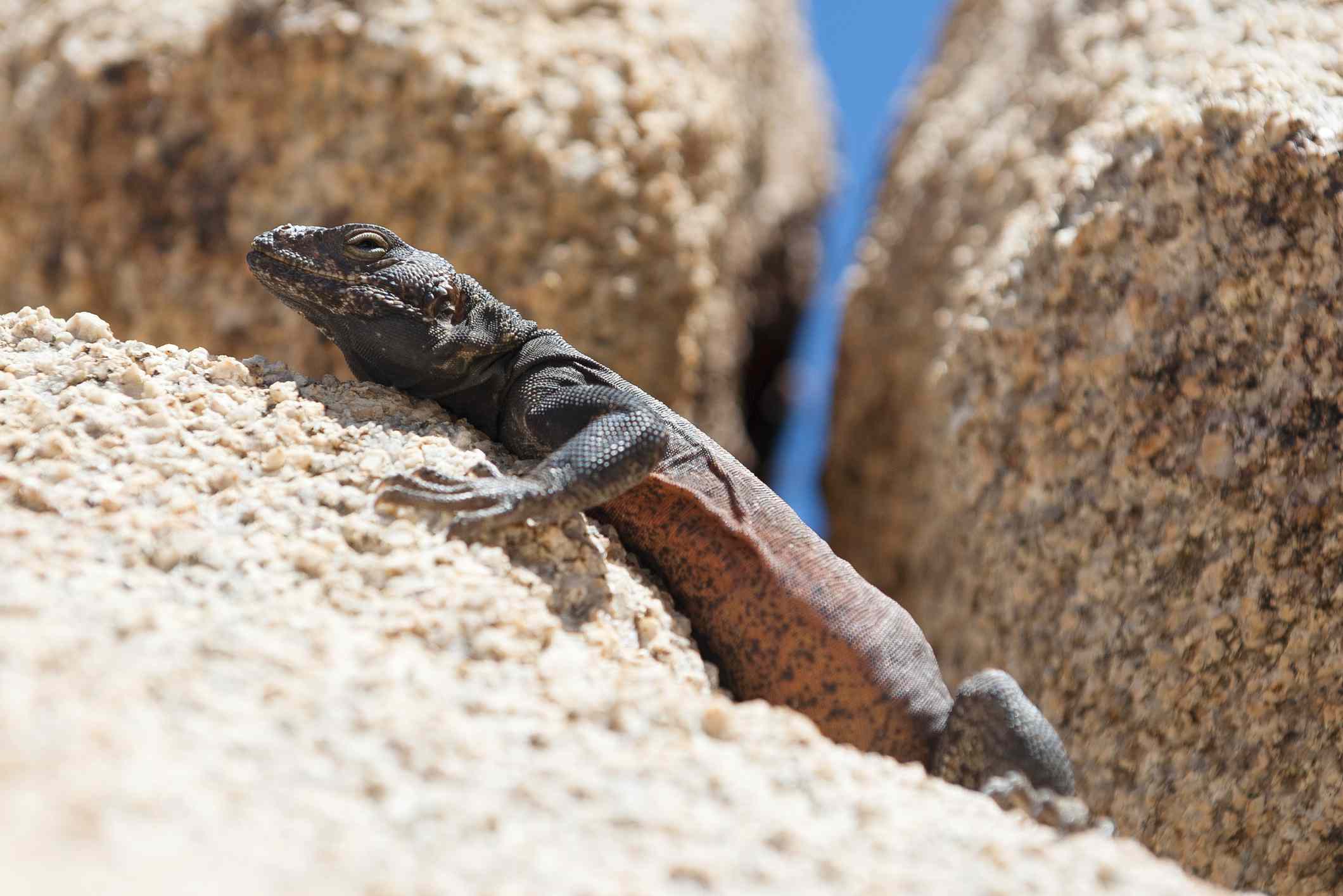 黑色和红色的大型蜥蜴蜥蜴坐落在一个浅棕色的岩石”width=