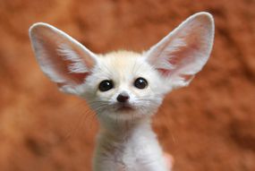 Fennec fox with huge ears looking at camera against red background