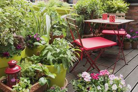 Balcony filled with large variety of potted herbs and flowers