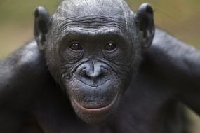 倭黑猩猩女性Tshilomba头和肩膀的肖像”width=