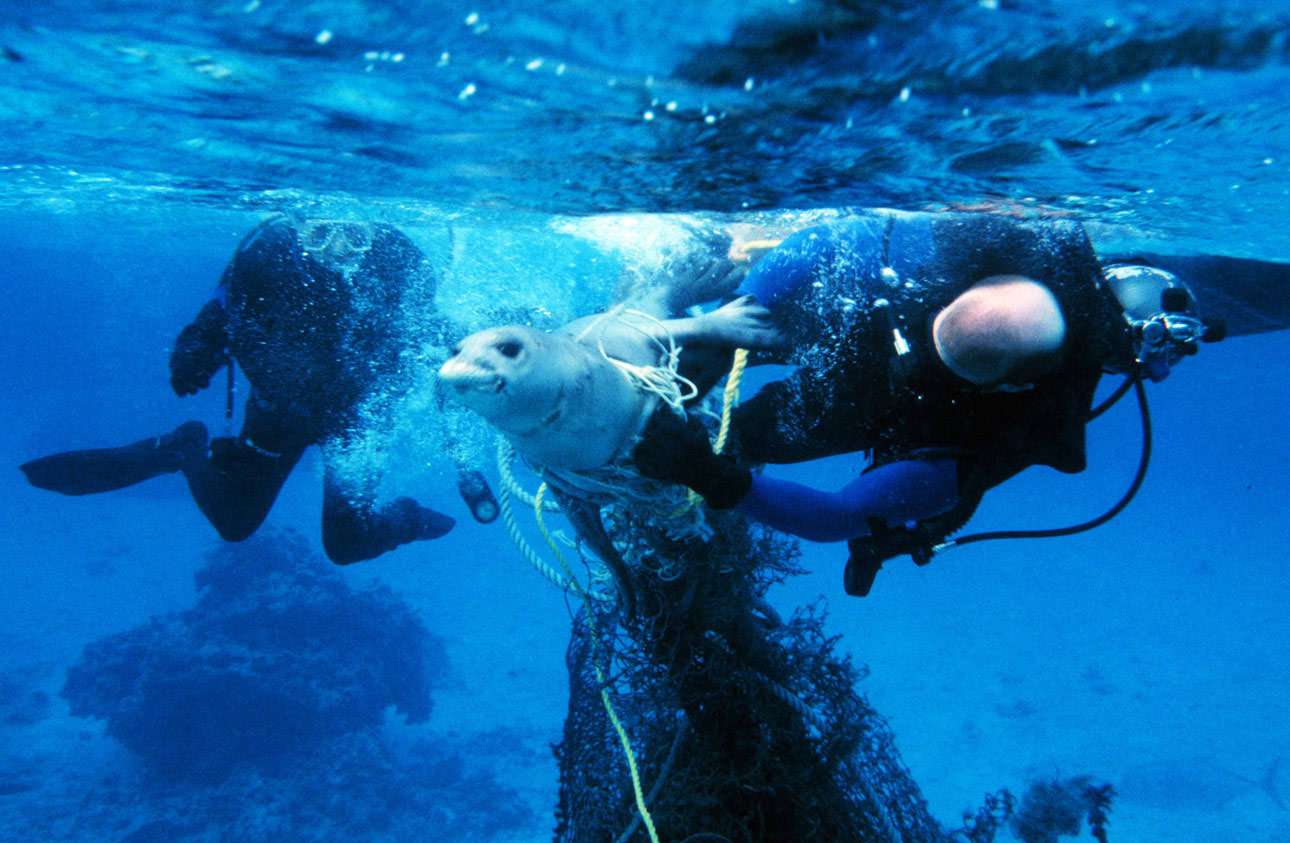 英勇的潜水员将一只海豹从幽灵渔网中解救出来。