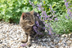 虎斑猫站在户外的岩石上，旁边是盛开的猫薄荷植物＂width=