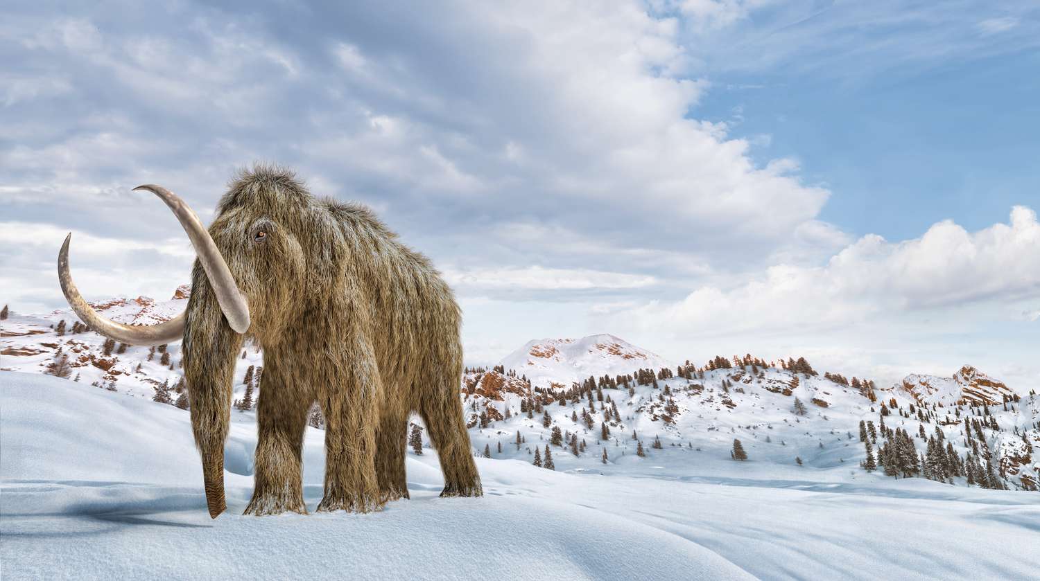 长毛象在雪中,插图