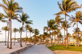 早上的Lummus公园，迈阿密南海滩，美国
