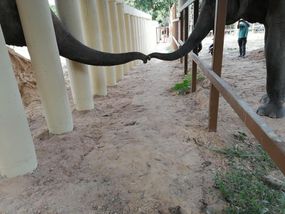 Kaavan在他的新庇护所的家中伸出了另一只大象。“width=