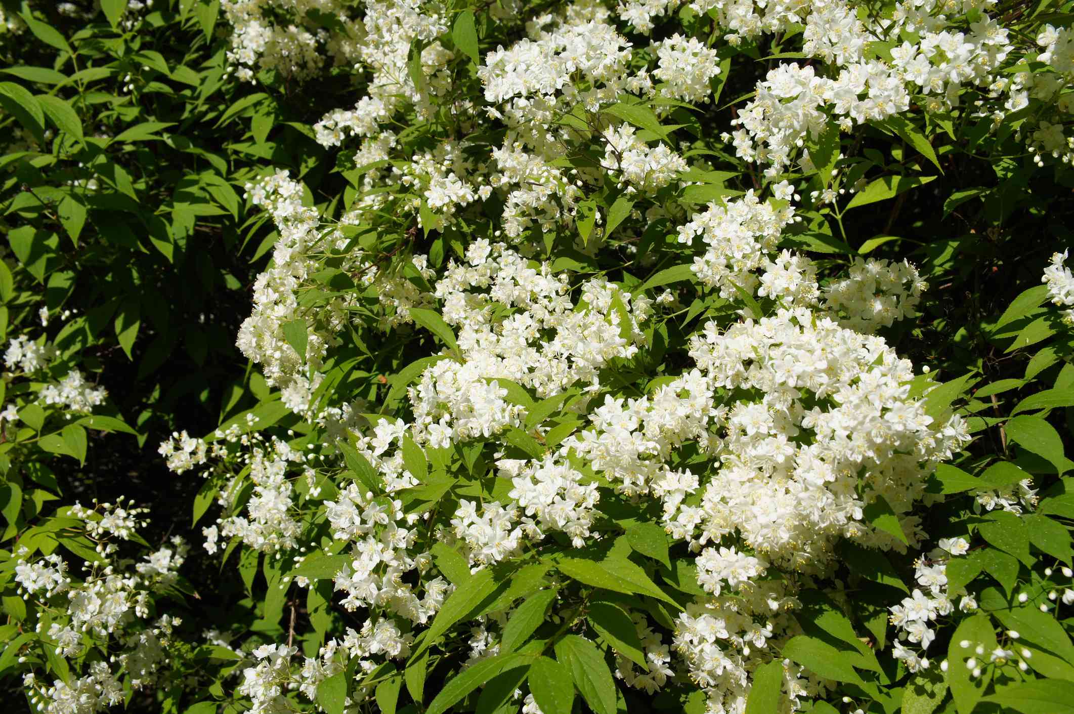 在纤细的多吉亚灌木上开白色的花
