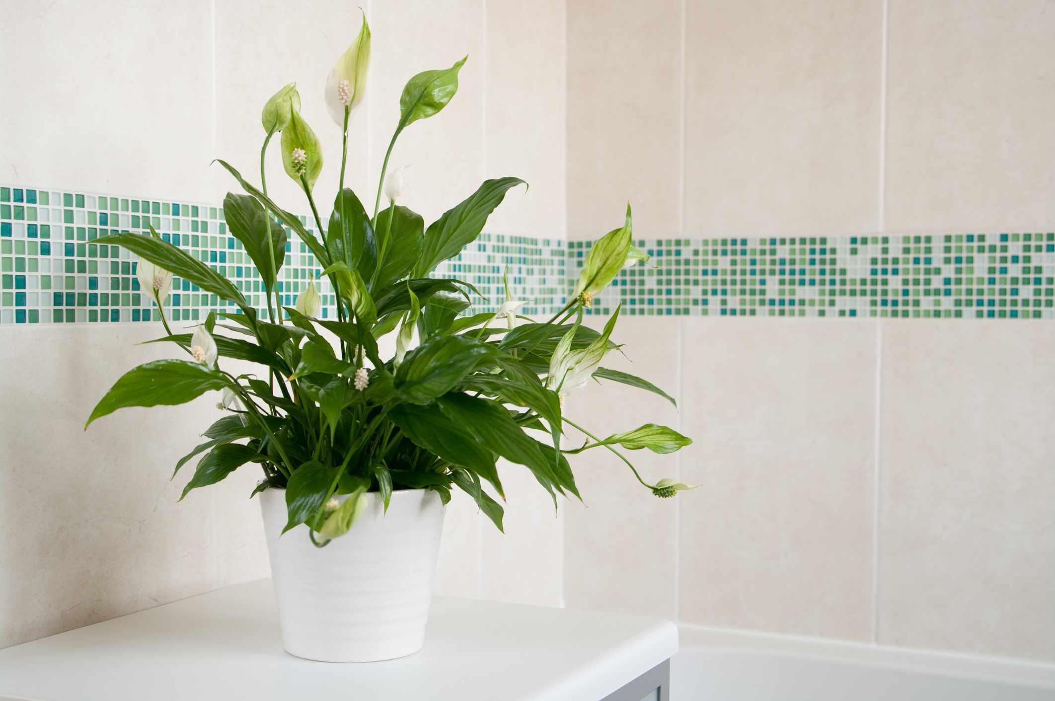 白色陶瓷花盆中的和平百合，在绿色和素色瓷砖的马赛克墙砖前。＂width=