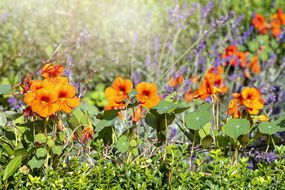 蔬菜地块中充满活力的橙色nasturtium花（tropaeolum majus）