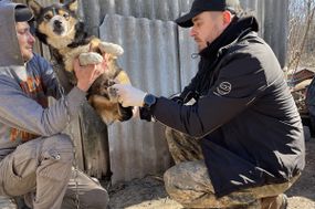 兽医Vladyslav Matviichuk帮助一只狗在乌克兰