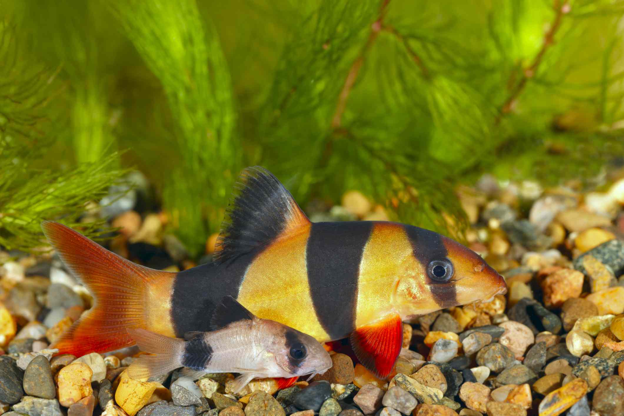 一条橙色和黑色条纹的科里鲶鱼在岩石底部。＂width=