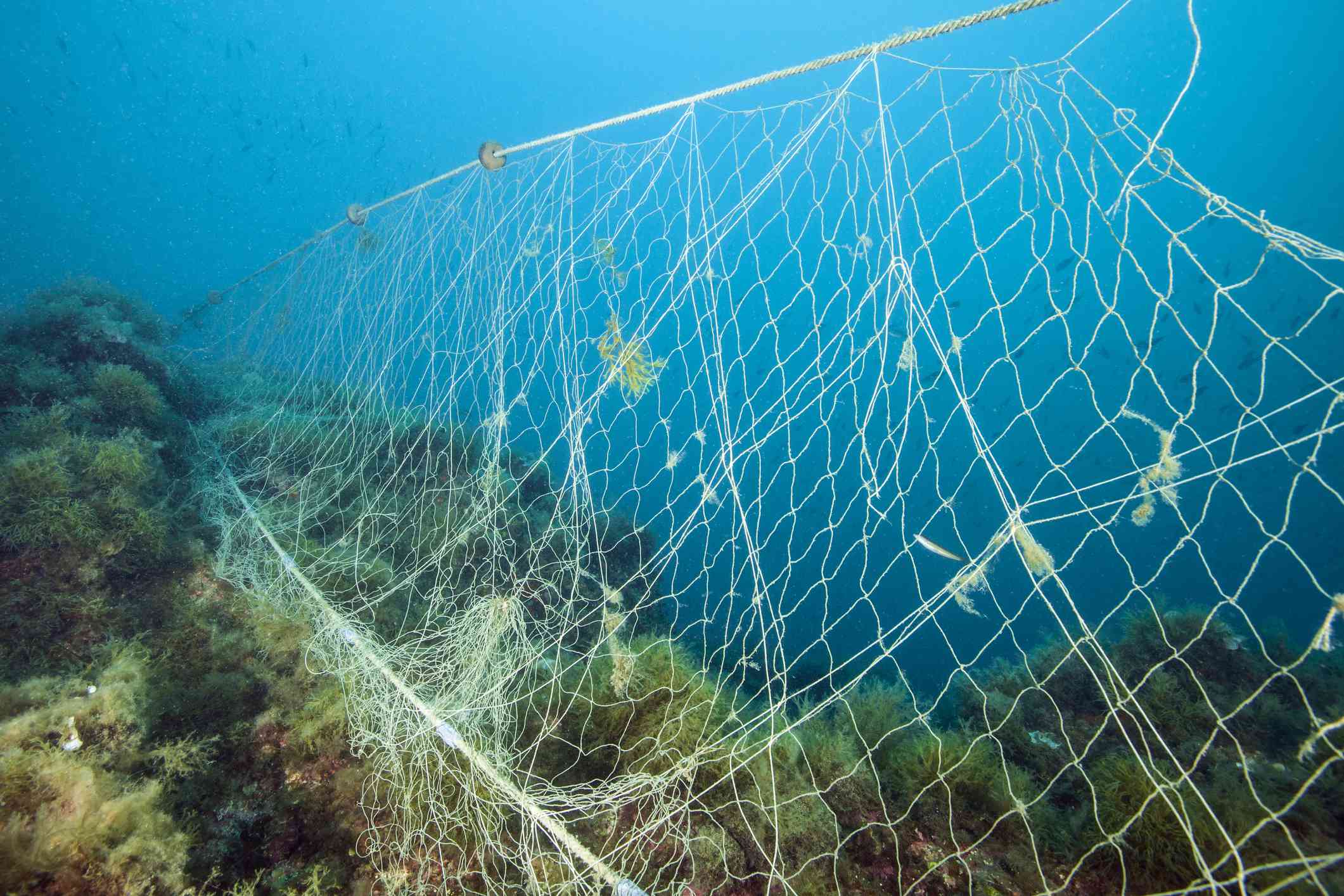在珊瑚礁上丢失的渔网，地中海，Creus角，Costa Brava，西班牙