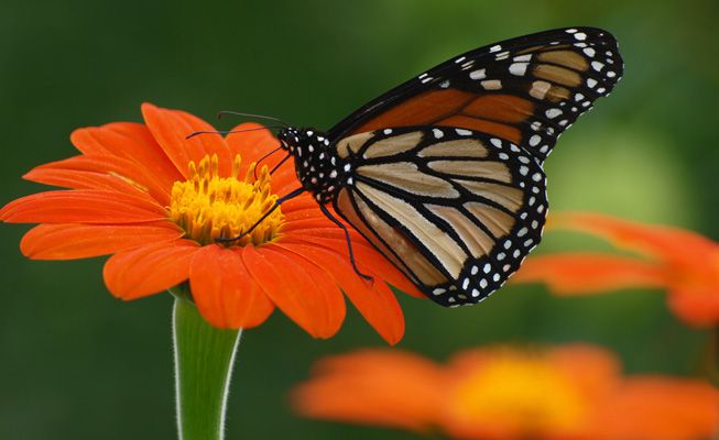 一只蝴蝶栖息在墨西哥向日葵上