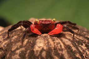 有鲜红爪子的吸血鬼蟹坐在原木上＂width=
