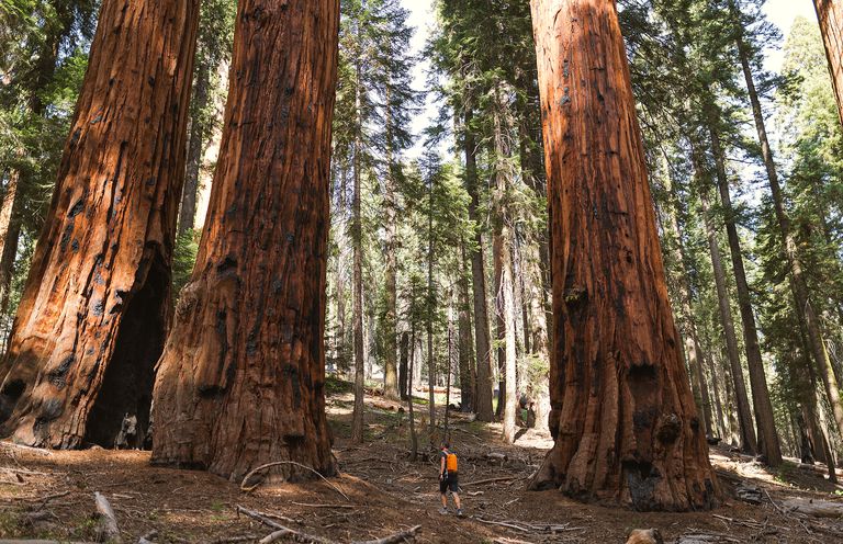一个人走在巨杉在加州。