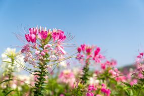 粉红色的花蜘蛛对蓝天