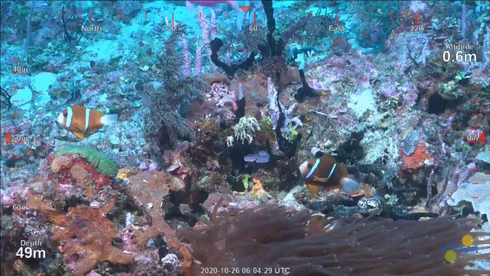 新礁潜水的屏幕截图