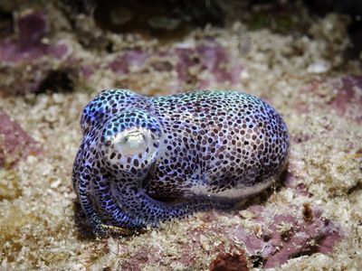 A silvery blue and brown polka dotted bioluminescent bobtail squid sitting on the ocean floor.