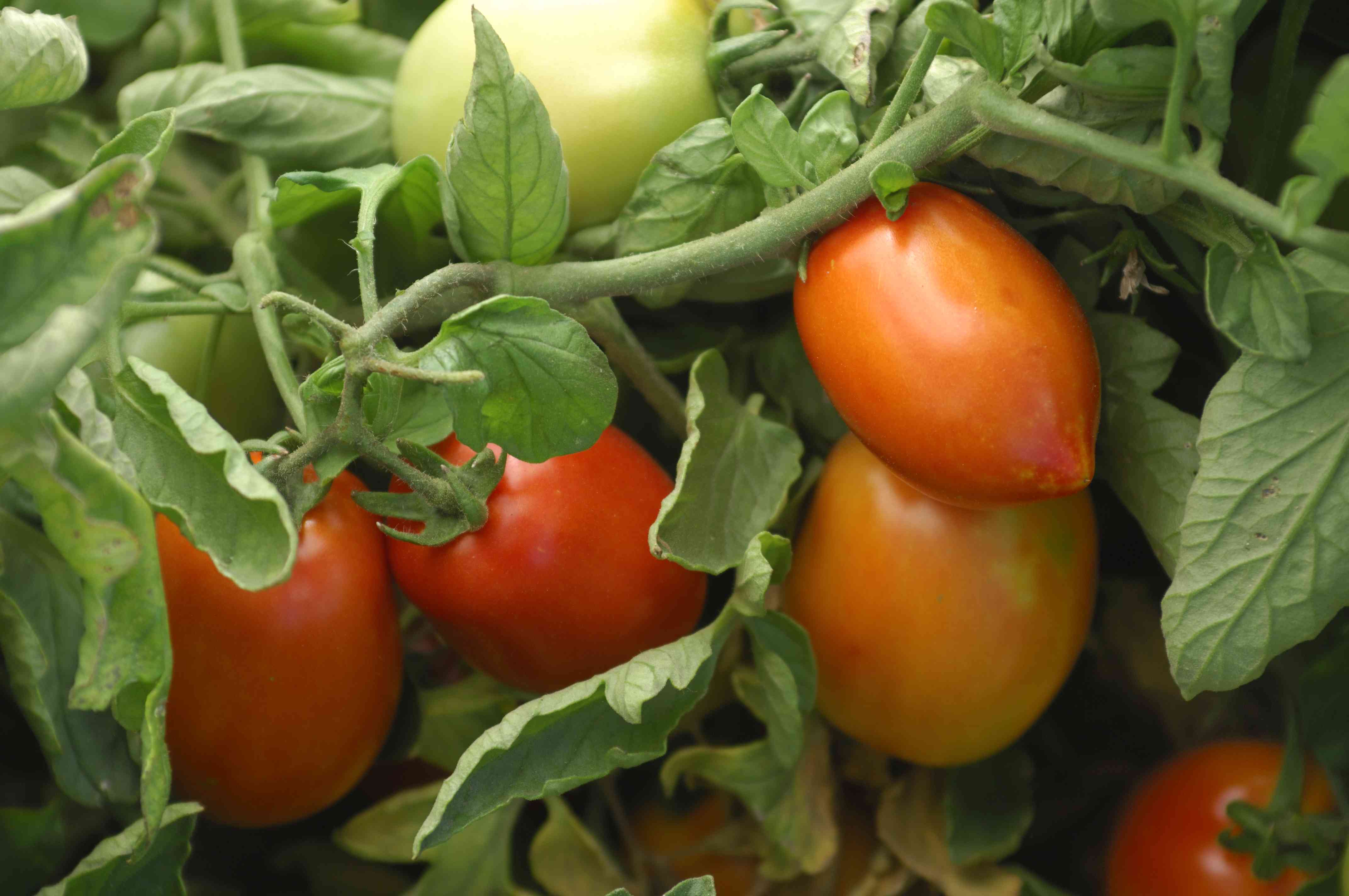 葡萄藤上成熟的罗马番茄的特写