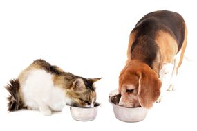 一只猫和狗一起从不同的食物碗里吃东西
